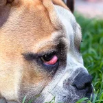 Fig 0.5. Third eyelid gland prolapse (