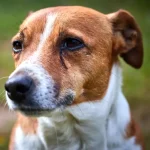 Fig4 - Excessive tearing (epiphora)