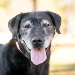 A senior Black lab mix panting in the sunshine.