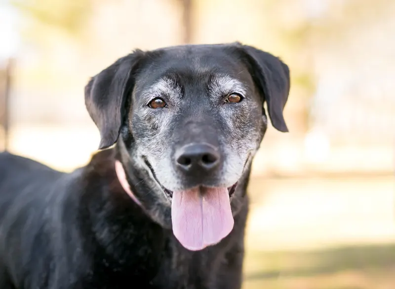 A senior Black lab mix panting in the sunshine.