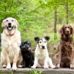 Four senior dogs in the forest sitting on a log.