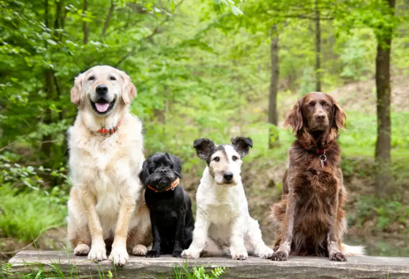 Four senior dogs in the forest sitting on a log.