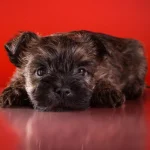 Fig 0.5. Cute Cairn Terrier Puppy.