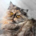 Fig 0.5. Cute bracheocephalic cat with orange eyes.