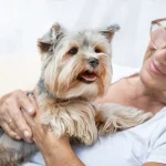A happy Yorkshire terrier being held by her owner.