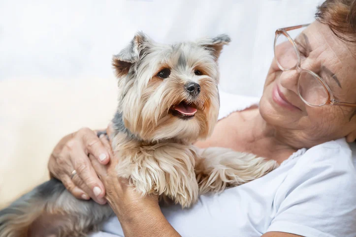 A happy Yorkshire terrier being held by her owner.