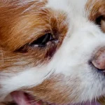 Fig1 - Banner photo of Bonnie.