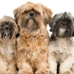 Fig0.5 - Three Shih Tzu sitting, all in need of a good haircut
