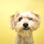 Fig0.5 - Cute small white hairy dog in need of grooming.