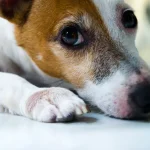 Fig1 - Jack Russel Terrier looking up.