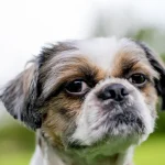 Fig1 - A cute Bichon Frise looking out in a garden