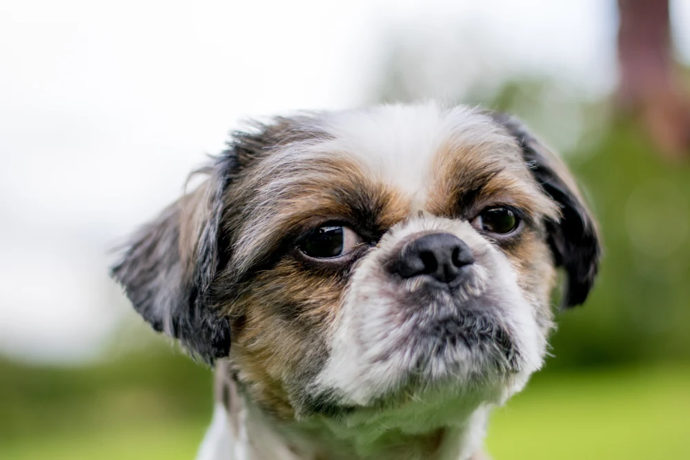 Fig1 - A cute Bichon Frise looking out in a garden