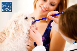 Dog Toothbrush Set, Professional Dog and Cat Grooming Supplies, Best Soft Bristle Toothbrush, Pack of 2 Double Sided Toothbrushes for Large and Small Dog Teeth