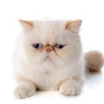 Exotic Shorthair cat with tear stains on face