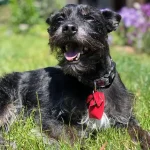 Fig1 - Silver terrier mix dog with black collar and red tag, panting, in the grass with purple flowers behind him.