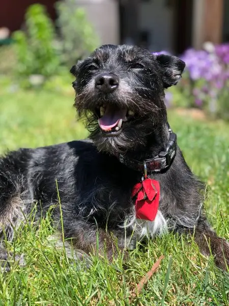 Fig1 - Silver terrier mix dog with black collar and red tag, panting, in the grass with purple flowers behind him.
