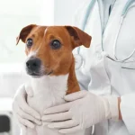 Fig0.5 - Photo of brown and white dog being held by a white gloved veterinarian.
