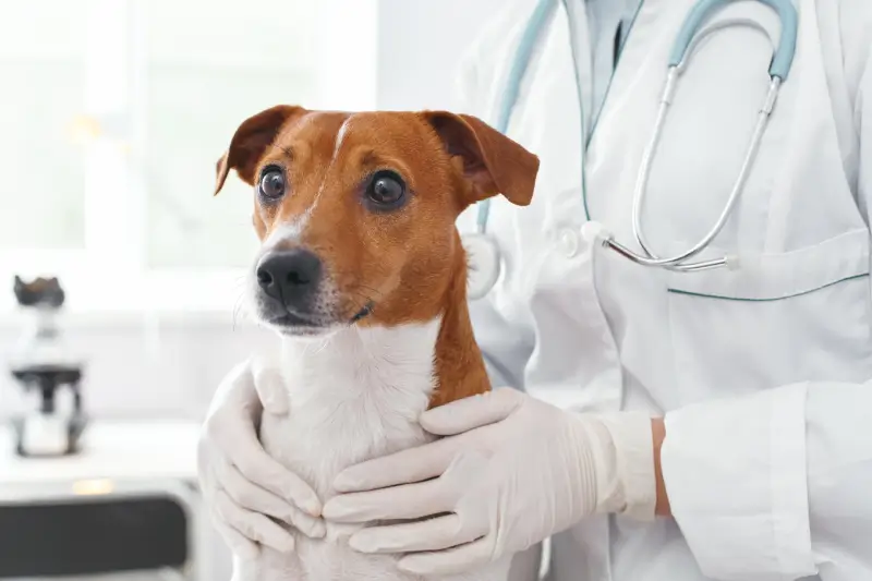 Fig0.5 - Photo of brown and white dog being held by a white gloved veterinarian.