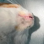 Fig1 - This anesthetized cat has a mild case of feline chin acne. Photo courtesy of the author.