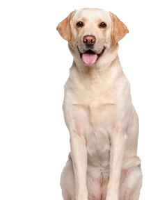 pricing_labrador_image