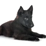 A happy healthy dog with no demodectic mange