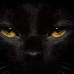 Fig 0.5. A three-photo composite of a dog face, cat face, and right eye of horse.