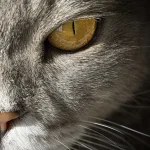 Fig 0.5. close-up of a cat eye.