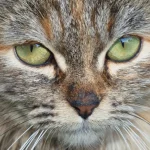 Fig0.5 - Closeup of cat’s face with discharge in corners of both eyes