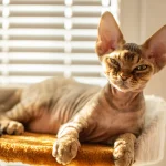 Fig 0.5. CLEANING CAT EYES PART3.GettyImages-1211864716