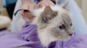 Calm And Cozy Cat Wrap
