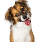 Fig 0.5. Head shot of small mixed breed dog, frontal view, with head cocked to the side