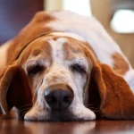 Fig 0.5. Front view of Basset Hound laying on floor, eyes half closed looking at camera, with head on floor and ears spread out on either side.
