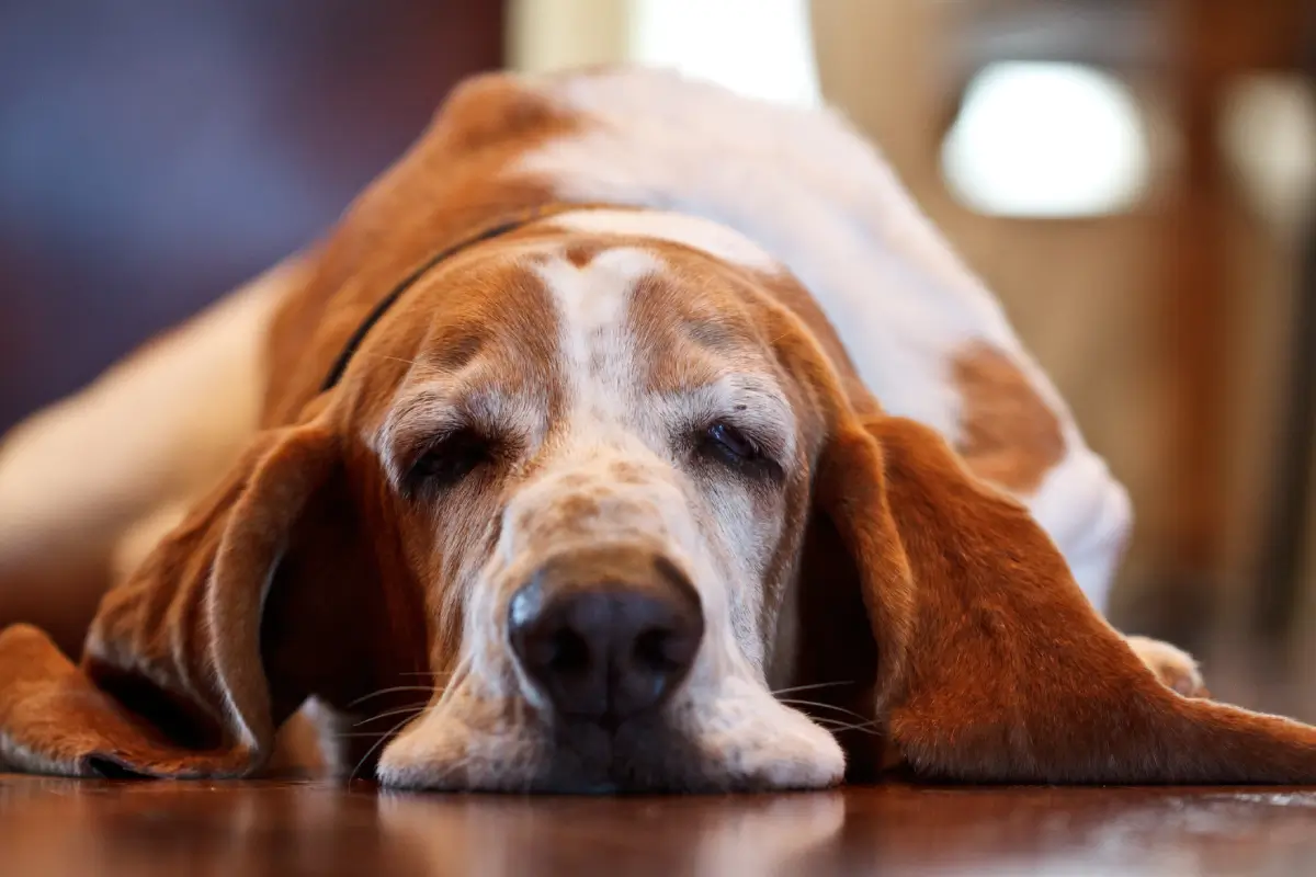Fig 0.5. Front view of Basset Hound laying on floor, eyes half closed looking at camera, with head on floor and ears spread out on either side.