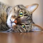 Fig 0.5. Brown tabby cat lying on its side with bright green eyes wide open.