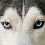 Fig 0.5. Close up of blue eyed dog.