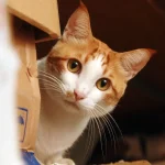 Fig 0.5 Orange and white shorthaired tabby cat with light caramel-colored eyes peeking curiously around cardboard boxes, looking at the camera.
