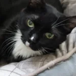Fig 0.5. Black and white shorthaired cat with green eyes lying on a pillow, very relaxed while looking into the camera.