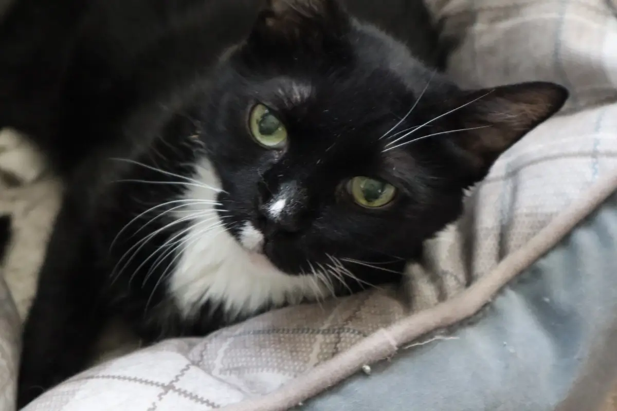 Fig 0.5. Black and white shorthaired cat with green eyes lying on a pillow, very relaxed while looking into the camera.