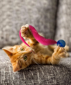 Dezi & Roo Wiggly Ball – 3pk – Fun Cat Toys – Toy Balls for Indoor Cats – Designed by a Feline Vet – Made in USA