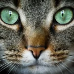 Fig 0.5. Close up view of cat's face with green eyes.