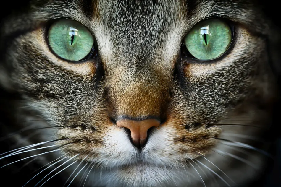 Fig 0.5. Close up view of cat's face with green eyes.