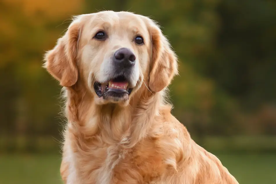 Fig 0.5. Happy Golden Retriever outdoor photograph of their head and shoulders.