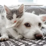 Fig 0.5. Very cute gray and white kitten on top of an equally cute white puppy.