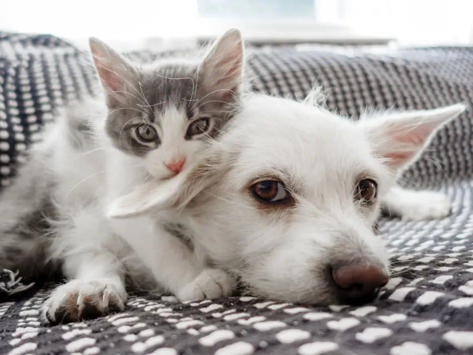 Fig 0.5. Very cute gray and white kitten on top of an equally cute white puppy.