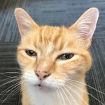 Fig 0.5. Sam an 18 yo cat