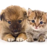 Fig 0.5. Cute brown coated puppy (on the left) and brown tabby patterned kitten (on the right). The puppy is looking down and the kitten is looking at the camera. There is a white background.