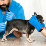 Fig 0.5. Small Chihuahua's anal sacs being cleaned by a Blue gloved Veterinarian and Vet Tech.