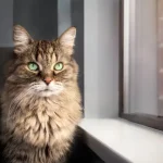 Fig 0.5. Beautiful 15 year old female tabby cat with green eyes looking straight at the camera.