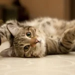Fig 0.5. Cute tabby cat lying on their back looking at the camera.