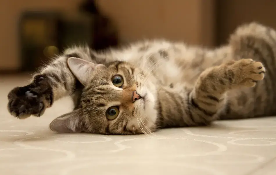 Fig 0.5. Cute tabby cat lying on their back looking at the camera.